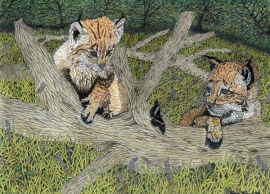Lynx Cubs